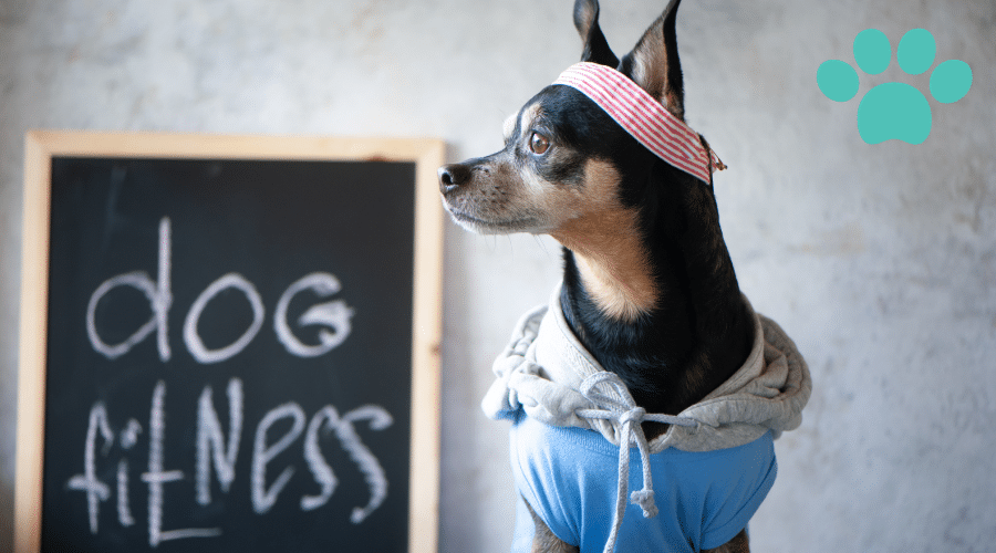 Exercise Routines for Overweight Dogs