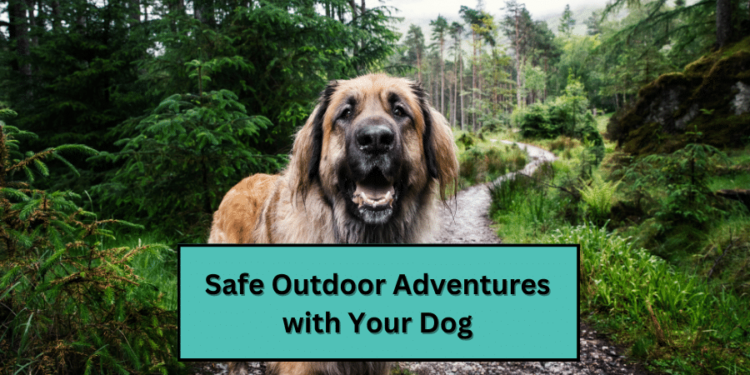 Safe Outdoor Adventures with Your Dog