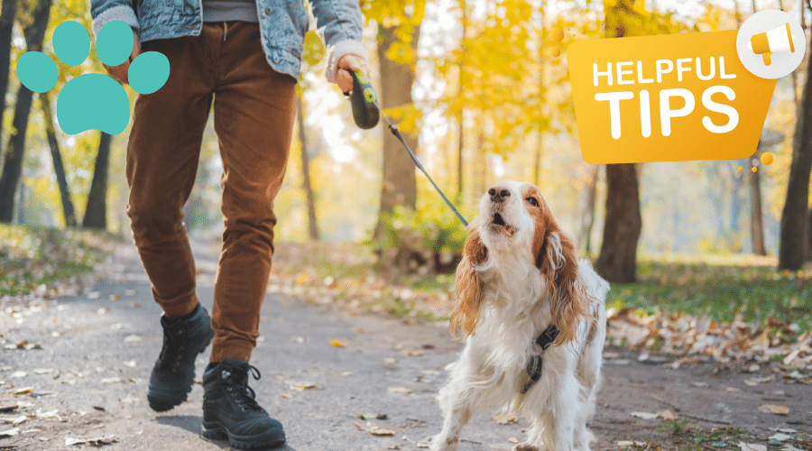 Training and Commands for Outdoor Safety