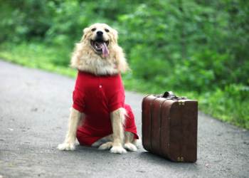 Traveling with dog