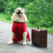Traveling with dog