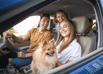 Train Your Dog for Road Trip