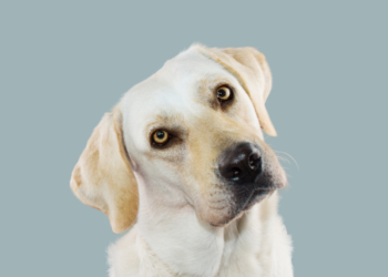 Why Do Dogs Tilt Their Heads
