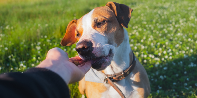 Spoil Your Pup: Power-Packed Healthy Homemade Dog Treats