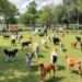 How to Design a Dog Park